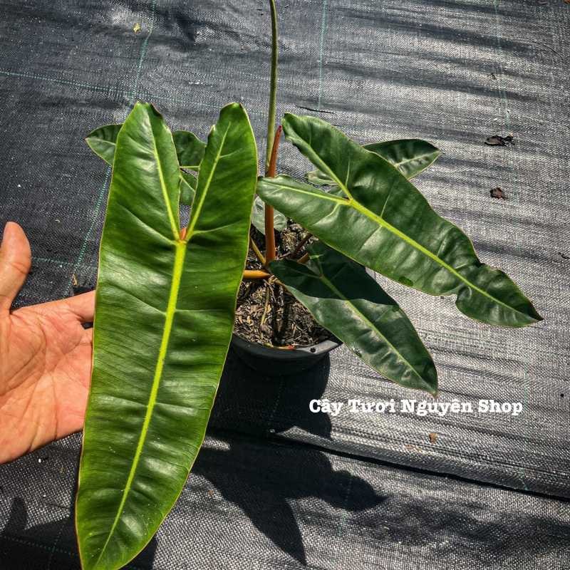 CÂY HẠC CAM Philodendron Billietiae ,(cao 25-30cm), cây cảnh Trong nhà, kiểng lá mini để bàn Văn phòng đẹp, GIÁ RẺ, lọc không khí, Cây Tươi Nguyên CTN1548