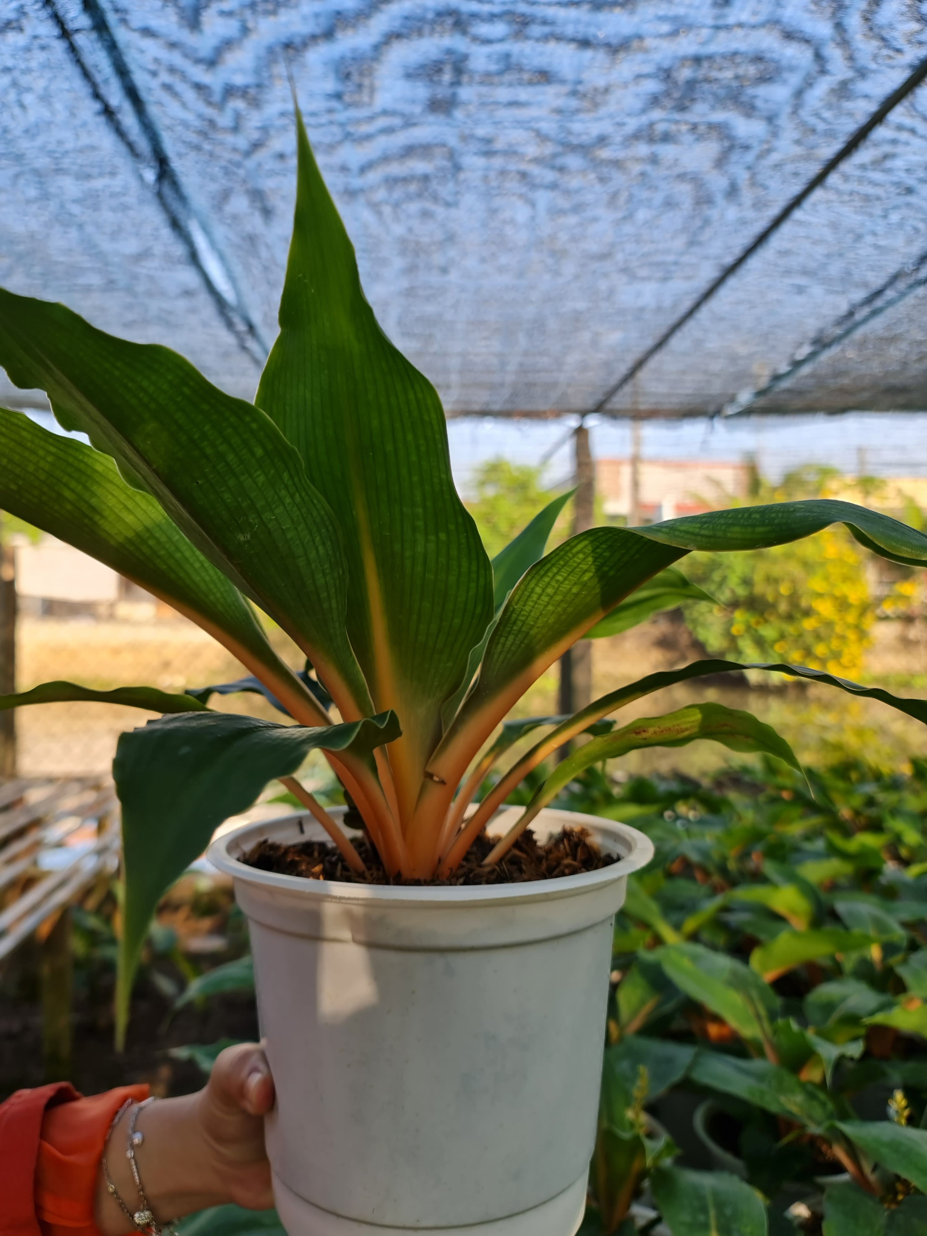 CÂY PHƯỢNG HOÀNG, (cao 35cm), cây phong thủy hút tài lộc để bàn mini GIÁ RẺ, lọc không khí, Cây Tươi Nguyên CTN0070