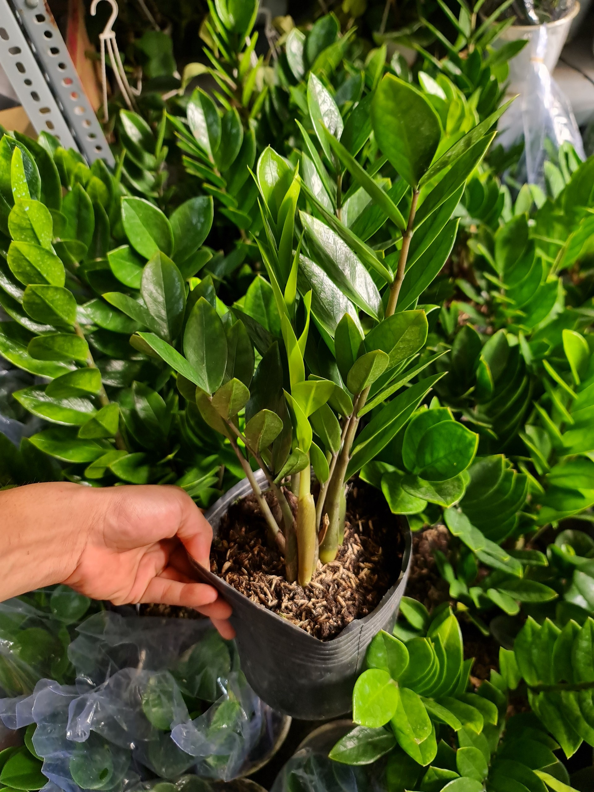 CÂY KIM TIỀN SIZE TRUNG,(cao 35cm), cây phong thủy hút tài lộc để bàn mini GIÁ RẺ, lọc không khí, Cây Tươi Nguyên CTN0250