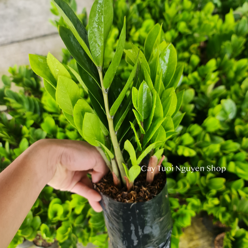 CÂY KIM TIỀN SIZE NHỎ để bàn ,(cao 20-25cm), cây cảnh Trong nhà, kiểng lá mini để bàn Văn phòng, hợp Phong thuỷ, GIÁ RẺ