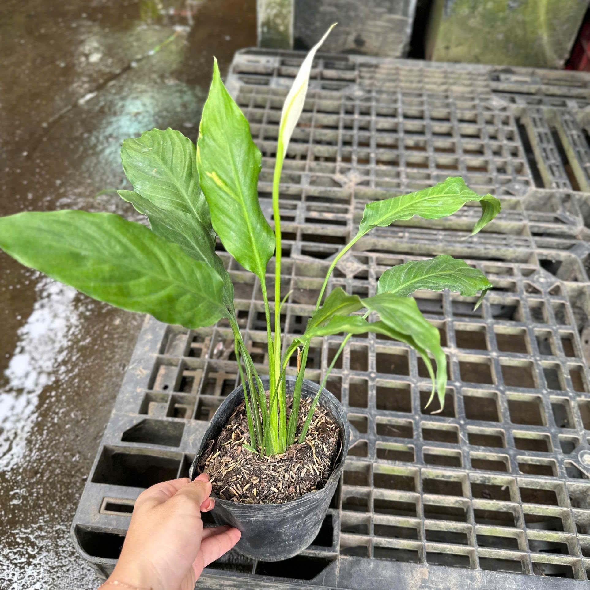 CÂY LAN Ý SIÊU BÔNG, (cao 20cm), Cây cảnh, dễ trồng GIÁ RẺ, nở quanh năm, Cây Tươi Nguyên CTN0810