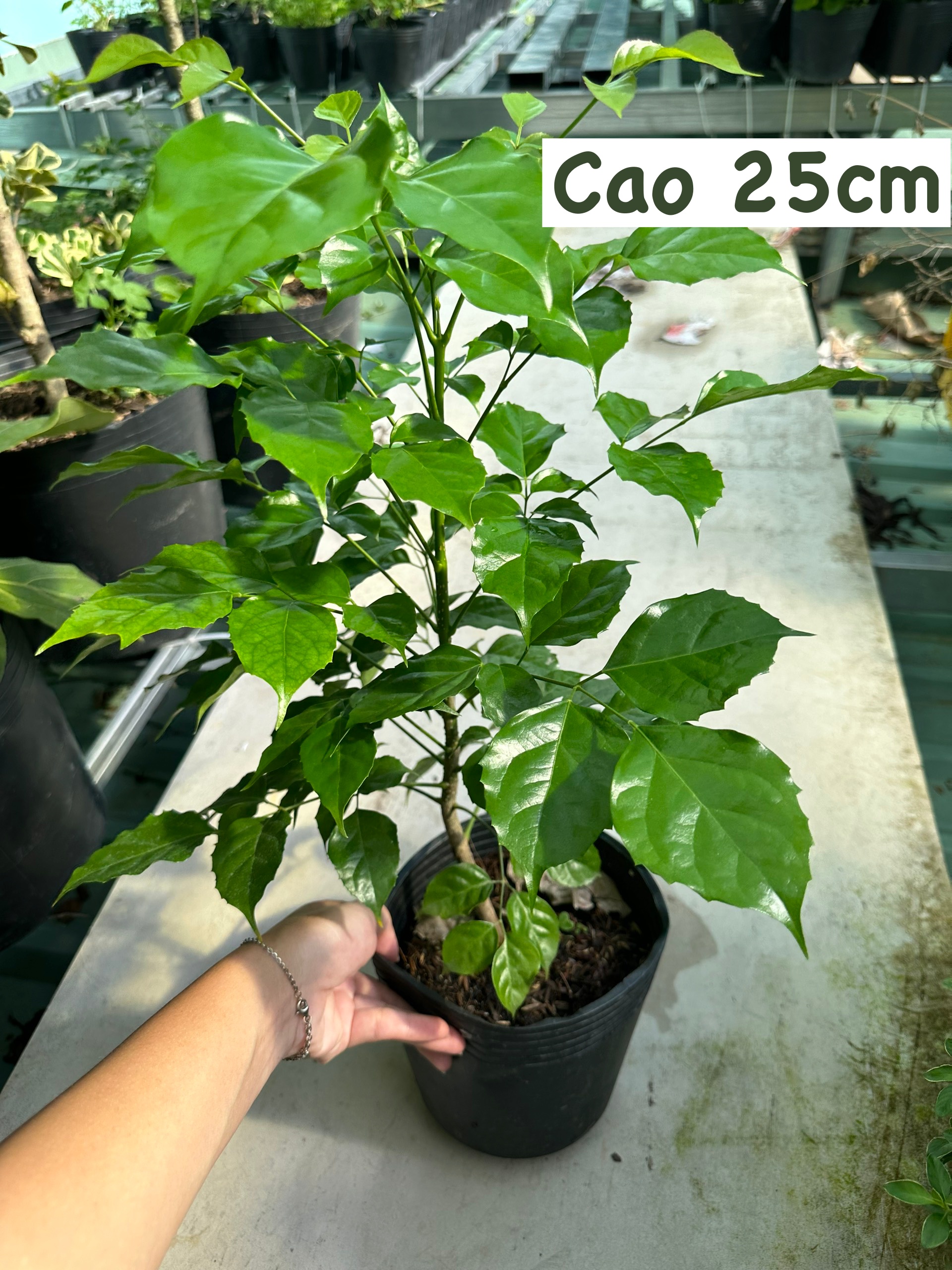 [CHỈ GIAO HCM] CÂY HẠNH PHÚC ,(cao 50cm), cây cảnh Trong nhà, kiểng lá decor đẹp, GIÁ RẺ, lọc không khí, Cây Tươi Nguyên