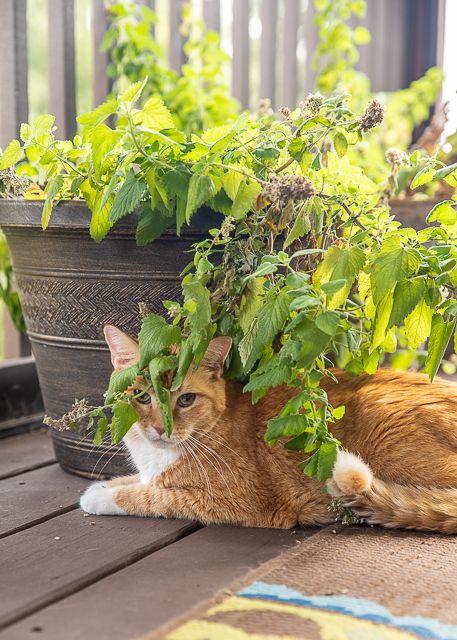 [CHỈ GIAO MIỀN NAM] CÂY BẠC HÀ MÈO- CATNIP, cỏ mèo (cao 25cm), giúp mèo "phê pha" xả stress, cây có sẵn chậu nhựa ổn định, ngắt lá dùng lâu dài, Cây Tươi Nguyên