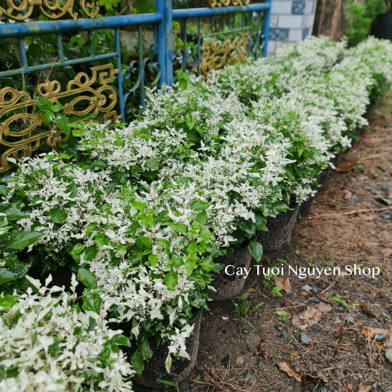 CÂY TUYẾT CẦU Alternanthera Snowball, (cao 25cm), cây giống cảnh sân vườn, ban công, dễ trồng GIÁ RẺ, Cây Tươi Nguyên