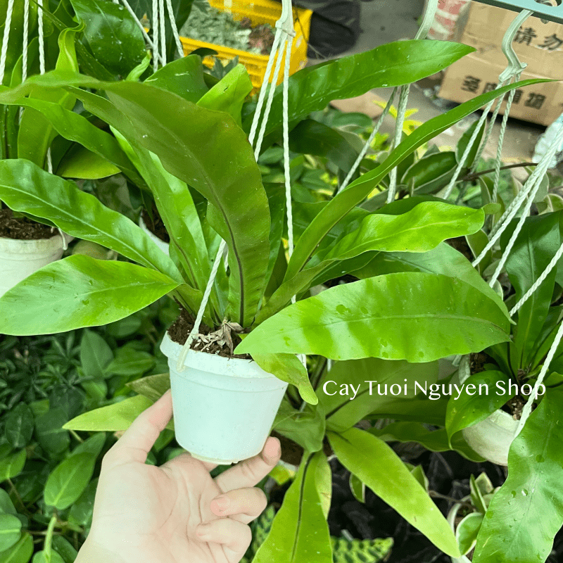 [CHẬU TREO] CÂY Ổ PHỤNG (TỔ QUẠ) mini, (cao 10cm), cây cảnh Trong nhà, kiểng lá để bàn, GIÁ RẺ, Cây Tươi Nguyên CTN1453