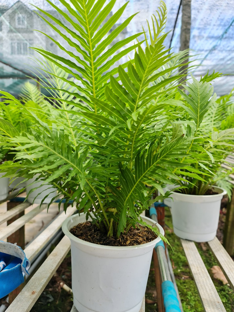 CÂY DƯƠNG SỈ HẠNH PHÚC, (cao 35cm), cây phong thủy hút tài lộc để bàn mini GIÁ RẺ, lọc không khí, Cây Tươi Nguyên CTN0320