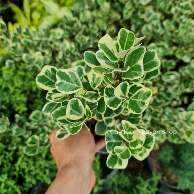 CÂY ĐA TAM PHÚC LÁ TIM ,(cao 30 cm), cây cảnh Trong nhà, kiểng lá mini để bàn Văn phòng đẹp, hợp Phong thuỷ, GIÁ RẺ, lọc không khí, Cây Tươi Nguyên CTN1330
