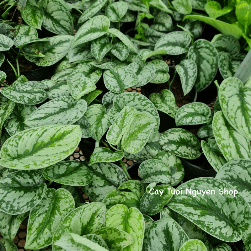 CÂY TRẦU BÀ LỤA CHẬU NHỰA Scindapsus Pictus Exotica, (cao 10cm), cây cảnh Trong nhà, kiểng mini để bàn, Cây Tươi Nguyên