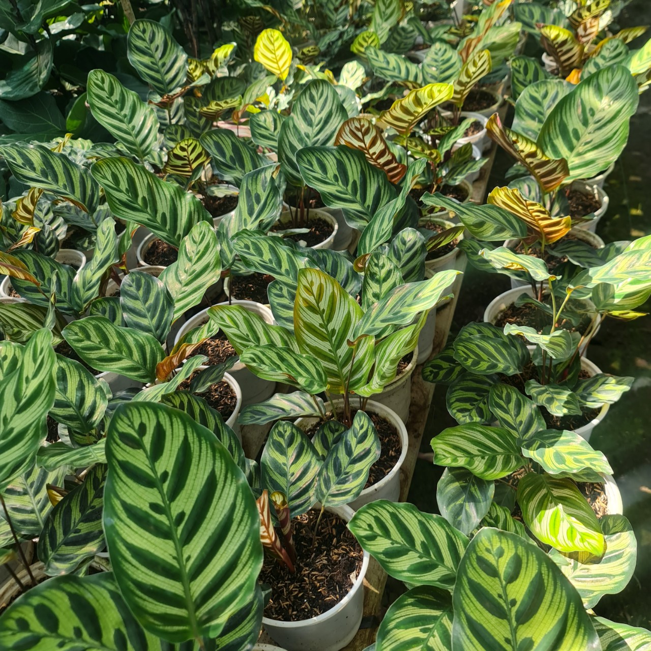 CÂY ĐUÔI CÔNG SỌC XANH, (cao 15cm), cây phong thủy hút tài lộc để bàn mini GIÁ RẺ, lọc không khí, Cây Tươi Nguyên CTN0600
