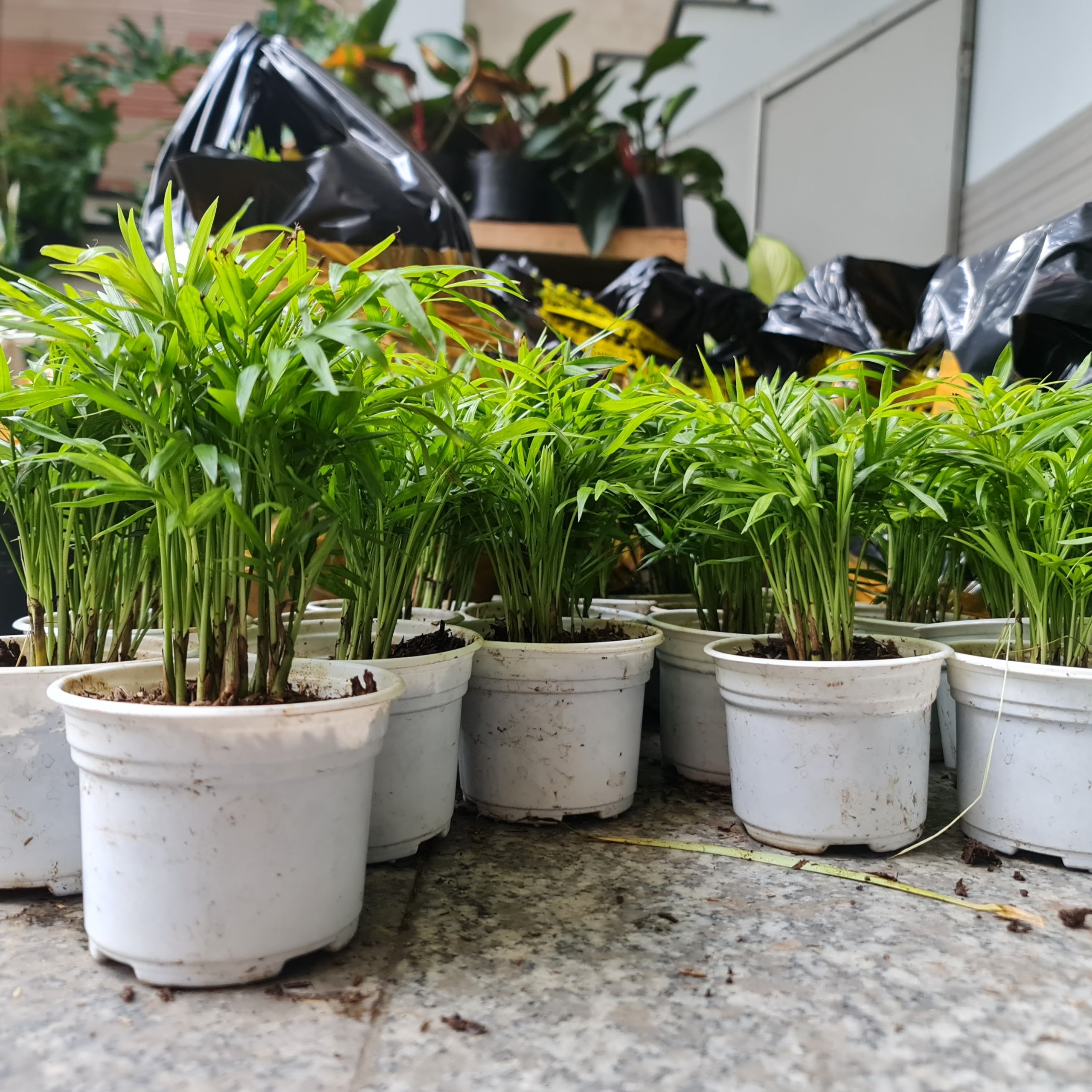 [Mua 2 giảm 15K ship] CÂY CAU TIỂU TRÂM, (cao 15cm), cây phong thủy hút tài lộc để bàn mini GIÁ RẺ, lọc không khí, Cây Tươi Nguyên CTN0010