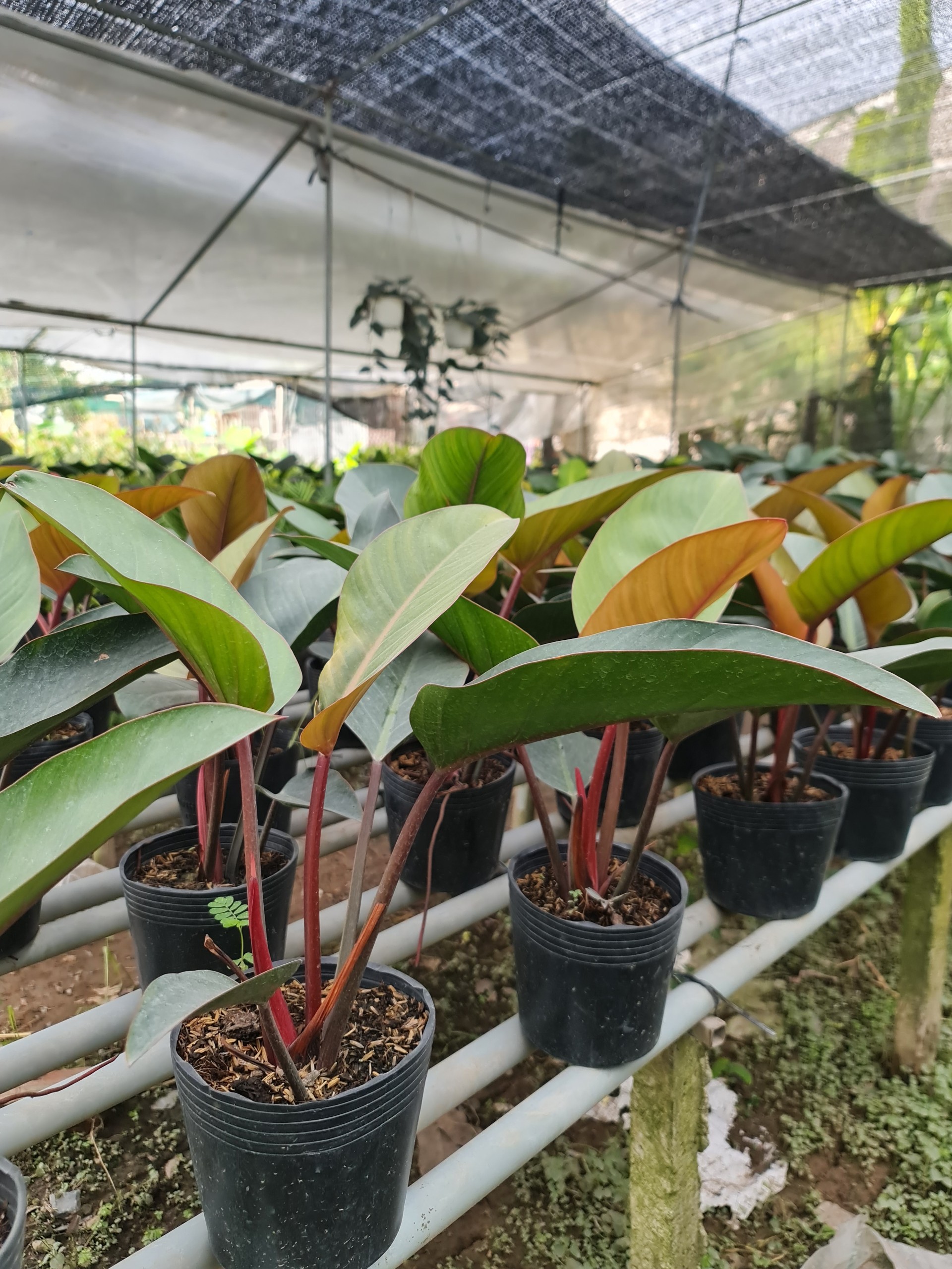 TRẦU BÀ ĐẾ VƯƠNG NÂU, (cao 45cm), cây phong thủy hút tài lộc để bàn mini GIÁ RẺ, lọc không khí, Cây Tươi Nguyên CTN0420