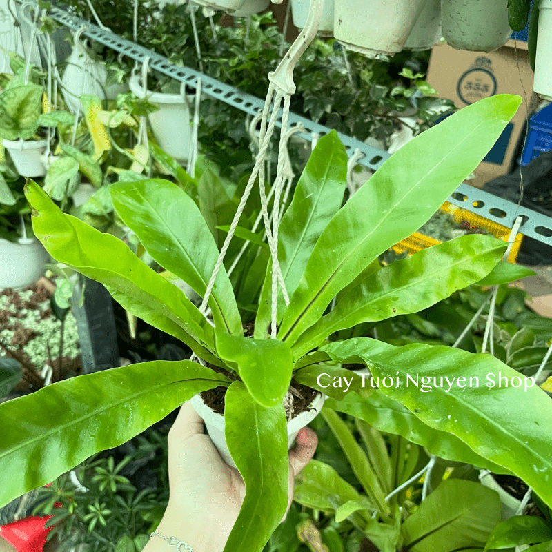 [CHẬU TREO] CÂY Ổ PHỤNG (TỔ QUẠ) mini, (cao 10cm), cây cảnh Trong nhà, kiểng lá để bàn, GIÁ RẺ, Cây Tươi Nguyên CTN1453