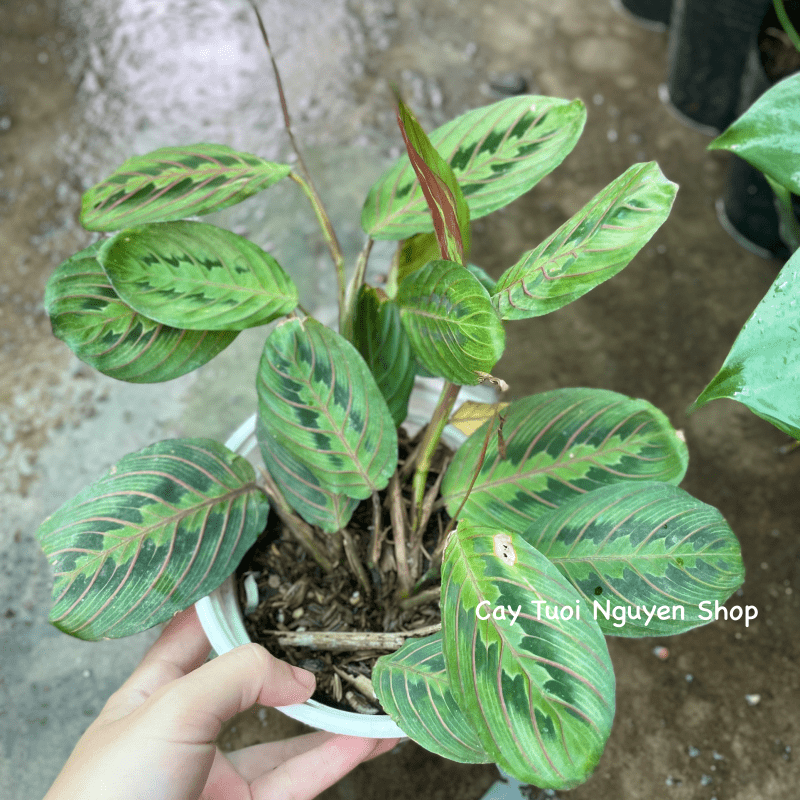 CÂY ĐUÔI CÔNG XƯƠNG CÁ ĐỎ Maranta Leuconeura, (cao 10cm), cây cảnh Trong nhà, kiểng lá mini để bàn, Cây Tươi Nguyên