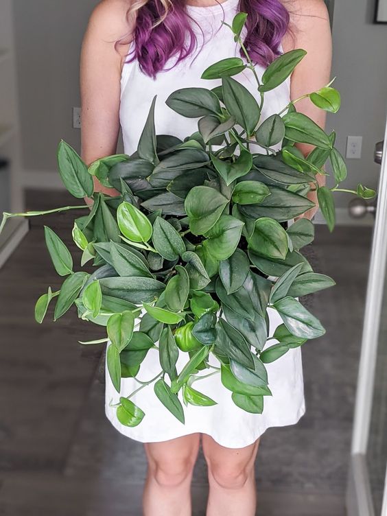 CÂY ÁNH TRĂNG CHẬU NHỰA Scindapsus Moonlight ,(cao 10cm), cây cảnh Trong nhà, kiểng lá mini để bàn Văn phòng đẹp, GIÁ RẺ