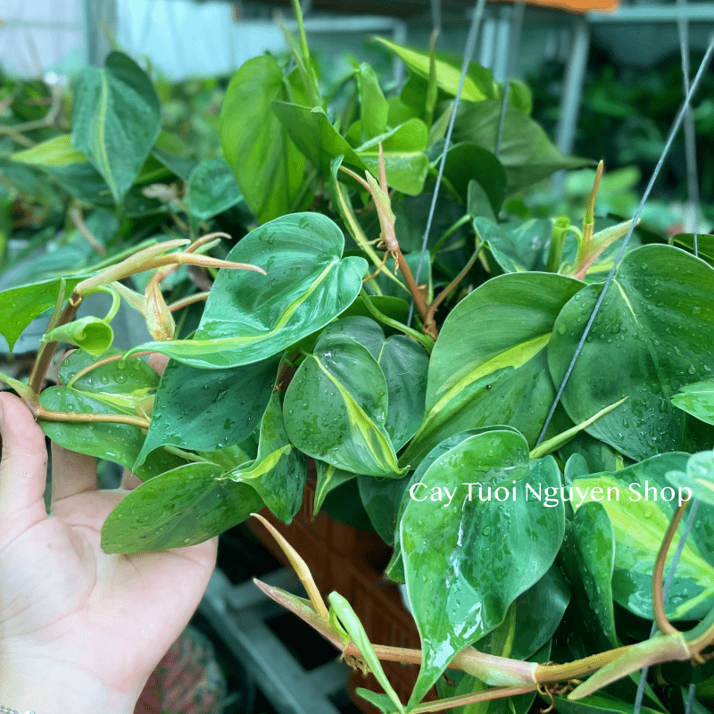 CÂY TRẦU BÀ BRASIL CHẬU TREO LỚN, cao 15cm), cây cảnh Trong nhà, kiểng lá mini để bàn đẹp, GIÁ RẺ, Cây Tươi Nguyên