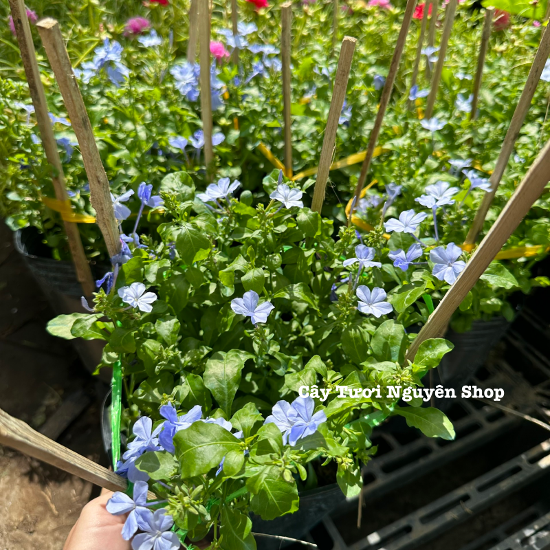 CÂY HOA THANH XÀ ,(cao 20cm), Hoa giống cảnh sân vườn, ban công, dễ trồng GIÁ RẺ, nở quanh năm, Cây Tươi Nguyên CTN1550