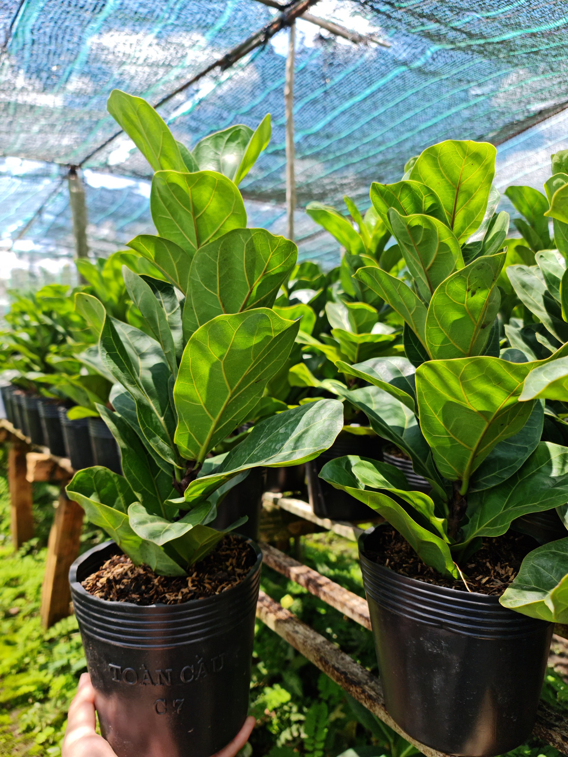 CÂY BÀNG SINGAPORE MINI ,(cao 20-25cm), cây phong thủy hút tài lộc để bàn mini GIÁ RẺ, lọc không khí, Cây Tươi Nguyên CNT0490