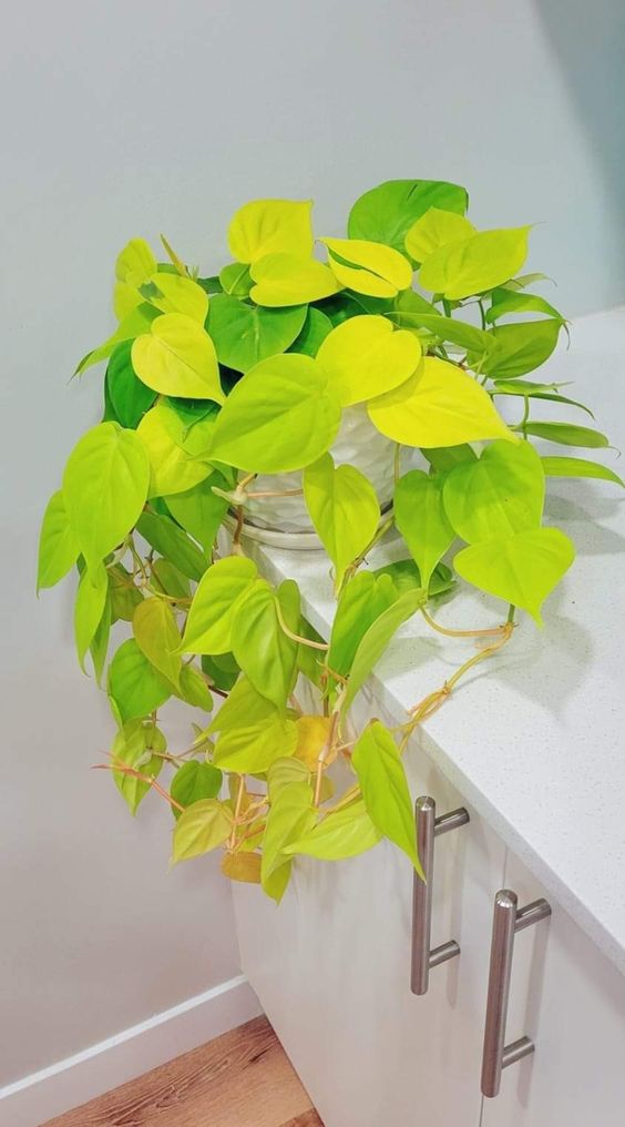 CÂY TRẦU BÀ TIM CHẬU NHỰA Philodendron Lemon Lime, (cao 10cm), cây cảnh Trong nhà, kiểng lá mini để bàn Cây Tươi Nguyên