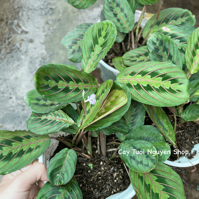 CÂY ĐUÔI CÔNG XƯƠNG CÁ ĐỎ Maranta Leuconeura, (cao 10cm), cây cảnh Trong nhà, kiểng lá mini để bàn, Cây Tươi Nguyên