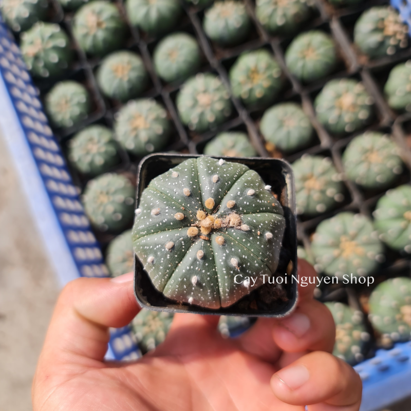 CÂY XƯƠNG RỒNG ASTER, (cao 3cm), xương rồng sen đá mini để bàn, trang trí sân vườn tiểu cảnh, dễ trồng, lọc không khí, Cây Tươi Nguyên CTN1320