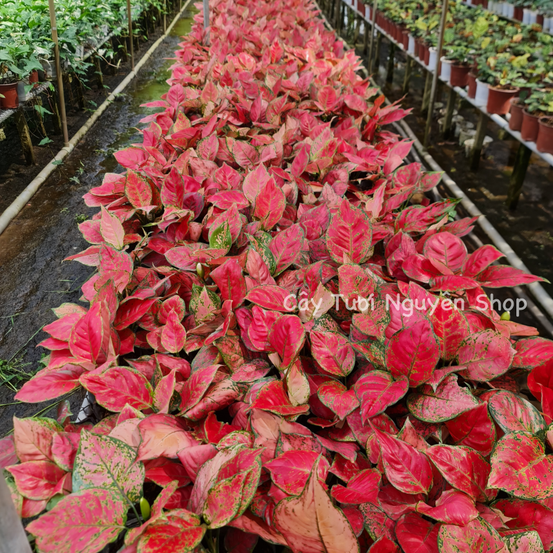 CÂY LỘC SON (VẠN LỘC ĐỎ), (cao 15cm), cây cảnh Trong nhà, kiểng lá mini để bàn Văn phòng đẹp, hợp Phong thuỷ, GIÁ RẺ, lọc không khí, Cây Tươi Nguyên CTN1250