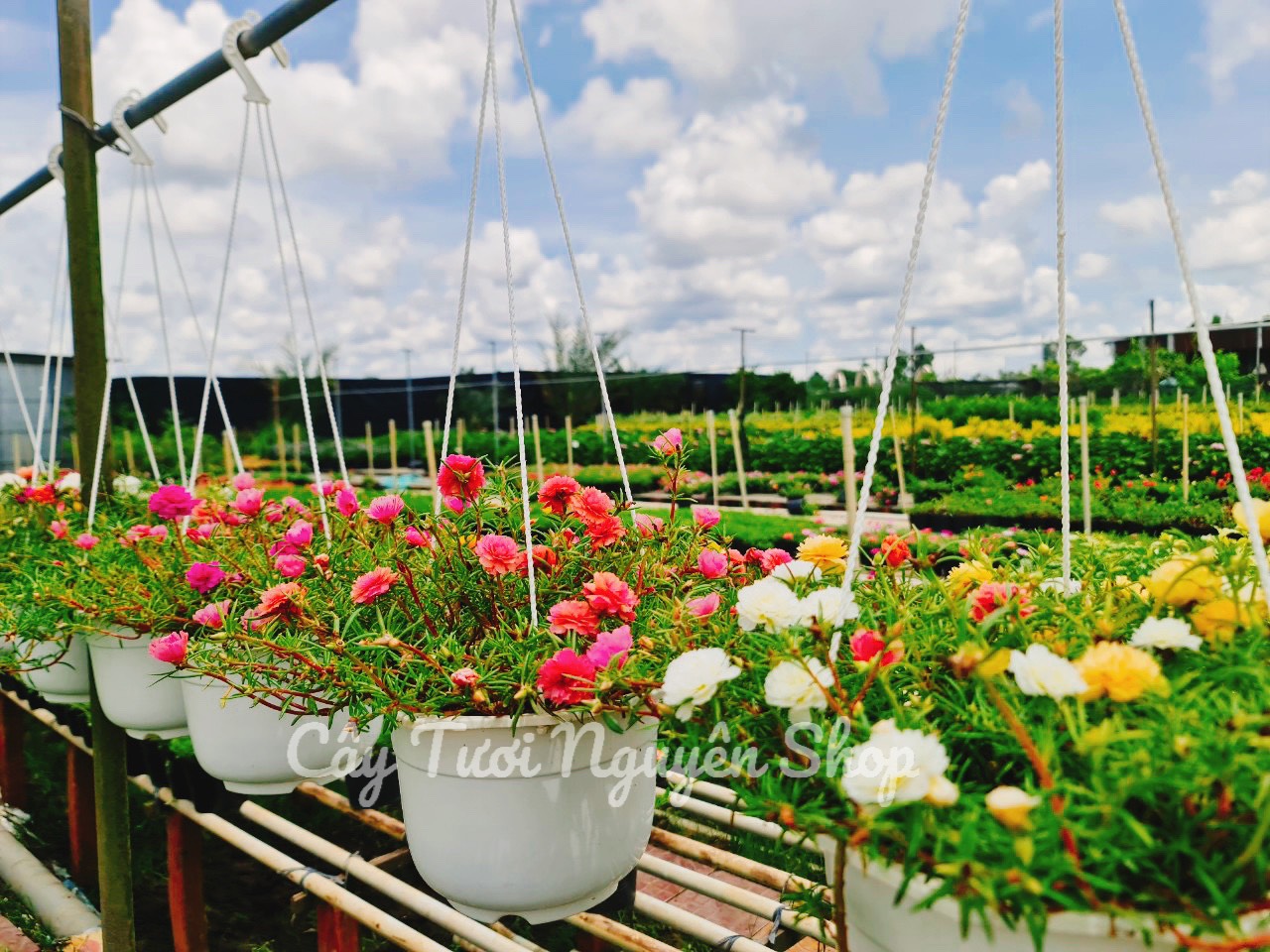 CÂY HOA MƯỜI GIỜ CHẬU TREO LỚN, (cao 15cm), Hoa giống cảnh sân vườn, ban công, dễ trồng GIÁ RẺ, nở quanh năm, Cây Tươi Nguyên CTN1120