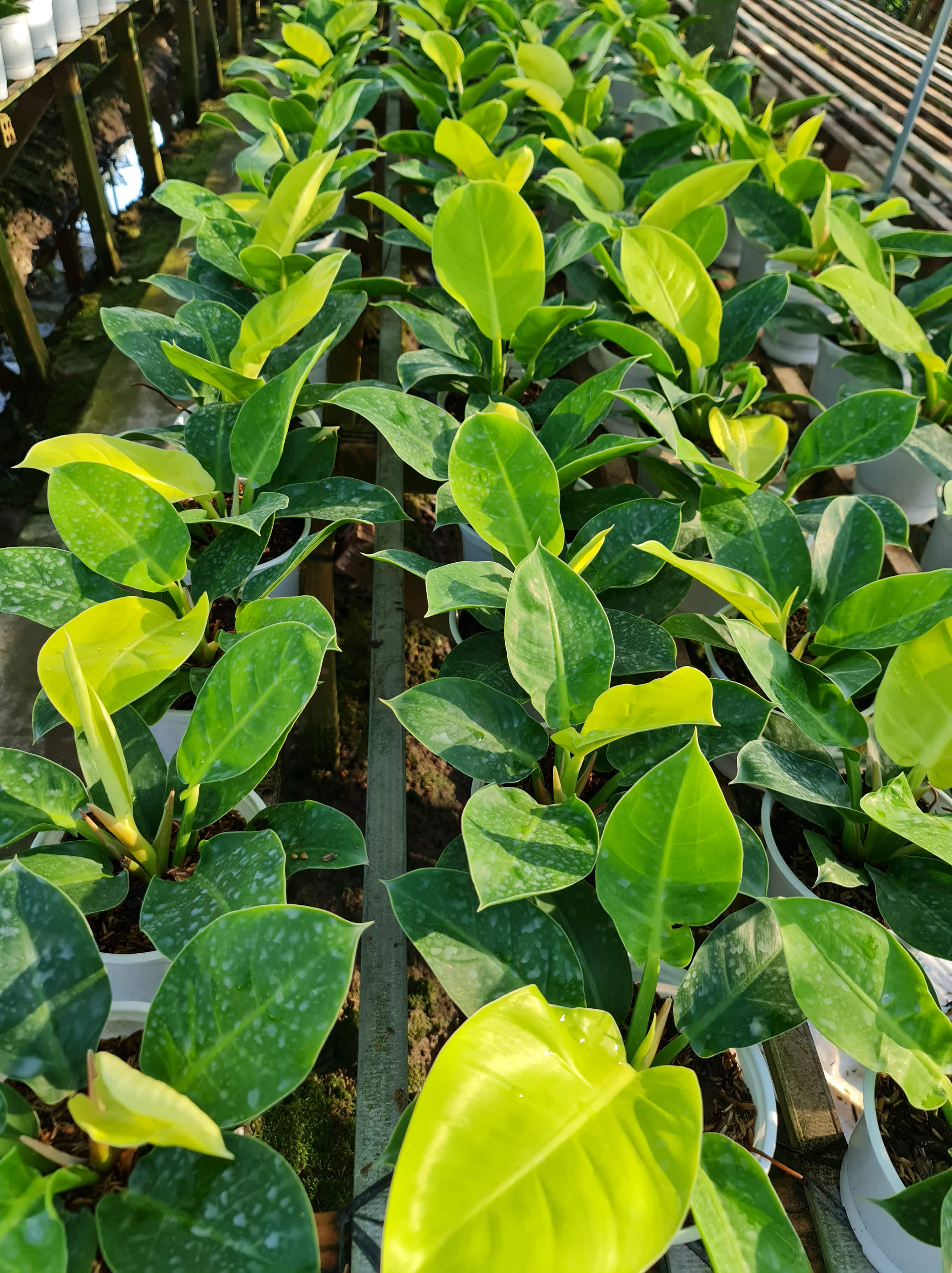 CÂY TRẦU BÀ ĐẾ VƯƠNG Vàng, (cao 35cm), cây phong thủy hút tài lộc để bàn mini GIÁ RẺ, lọc không khí, Cây Tươi Nguyên CTN0020