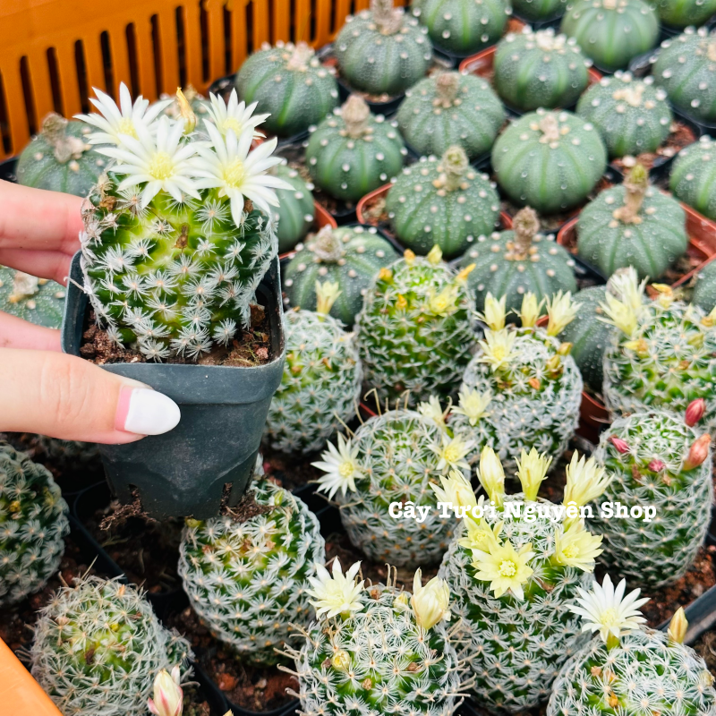 XƯƠNG RỒNG MAMI BÔNG GÒN ,(cao 2cm), xương rồng sen đá mini để bàn, trang trí sân vườn tiểu cảnh, dễ trồng, lọc không khí, Cây Tươi Nguyên CTN1531