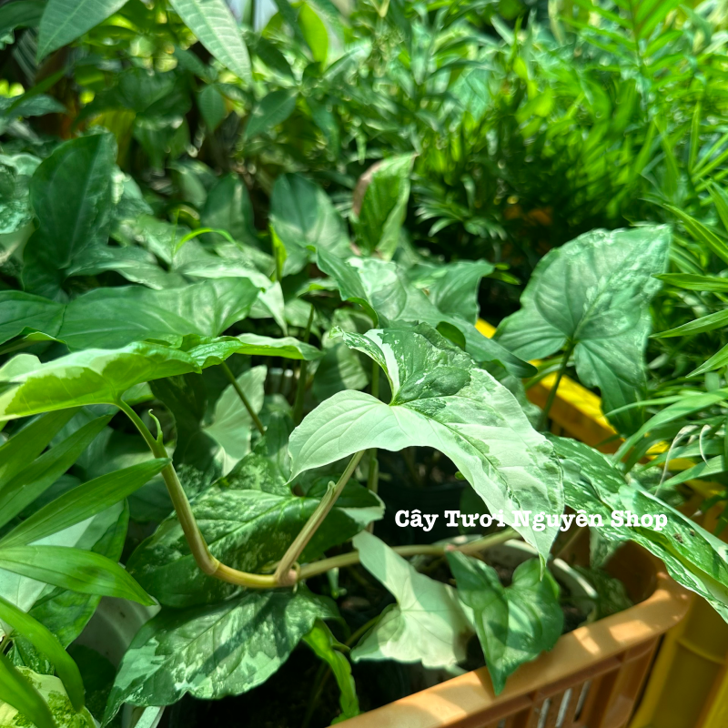 CÂY SYNGONIUM ALBO VAR, (cao 15cm), cây cảnh trong nhà, kiểng lá mini để bàn, văn phòng đẹp, GIÁ RẺ, lọc không khí, Cây Tươi Nguyên CTN1523