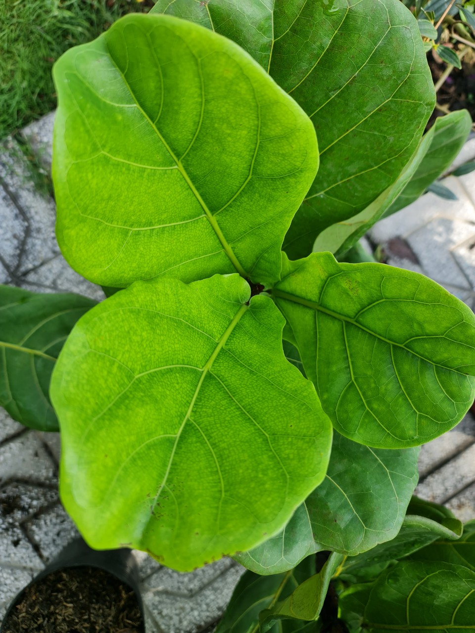 CÂY BÀNG SINGAPORE TRUNG, (cao 40-50cm), cây phong thủy hút tài lộc để bàn mini GIÁ RẺ, lọc không khí, Cây Tươi Nguyên CTN0170