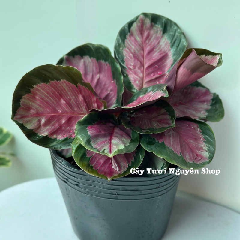 CÂY ĐUÔI CÔNG HỒNG Calathea roseopicta Rosy ,(cao 15cm), cây cảnh Trong nhà, kiểng lá mini để bàn Văn phòng đẹp, GIÁ RẺ, lọc không khí, Cây Tươi Nguyên CTN1522