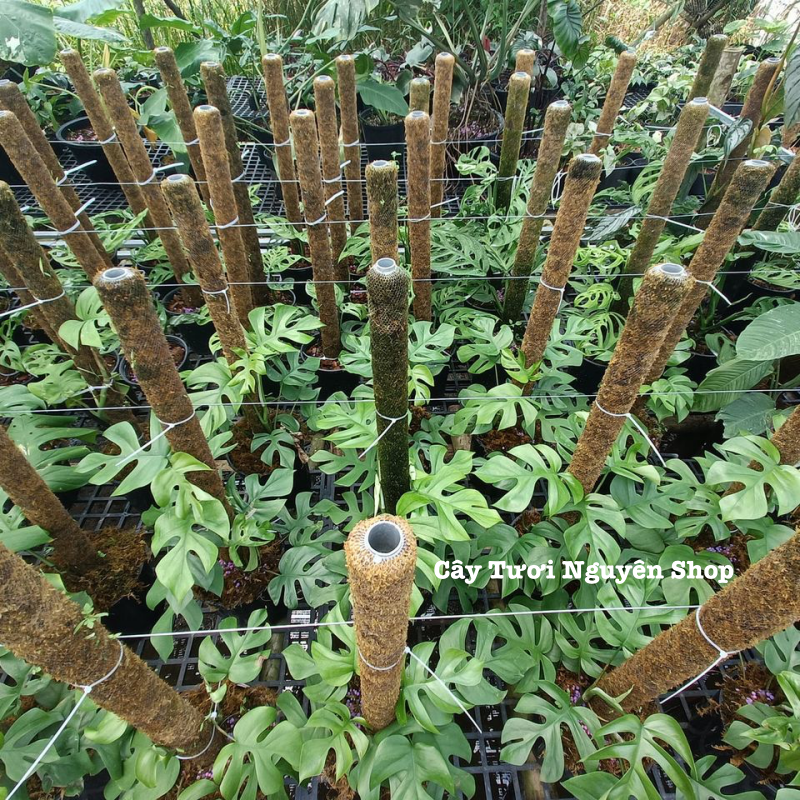 [CHỈ GIAO HOẢ TỐC] CÂY MONSTERA LEO TRƯỞNG THÀNH- SẴN TRỤ ,(cao 80-100cm), cây cảnh decor, cây trang trí nhà nội thất, khoẻ đẹp, GIÁ RẺ, lọc không khí, Cây Tươi Nguyên CTN1549