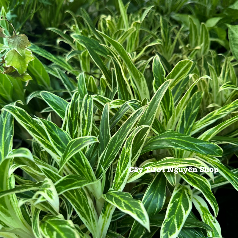 CÂY GIỮ TIỀN VÀNG ,(cao 25cm), cây cảnh Trong nhà, kiểng lá mini để bàn Văn phòng đẹp, GIÁ RẺ, lọc không khí, Cây Tươi Nguyên CTN1558