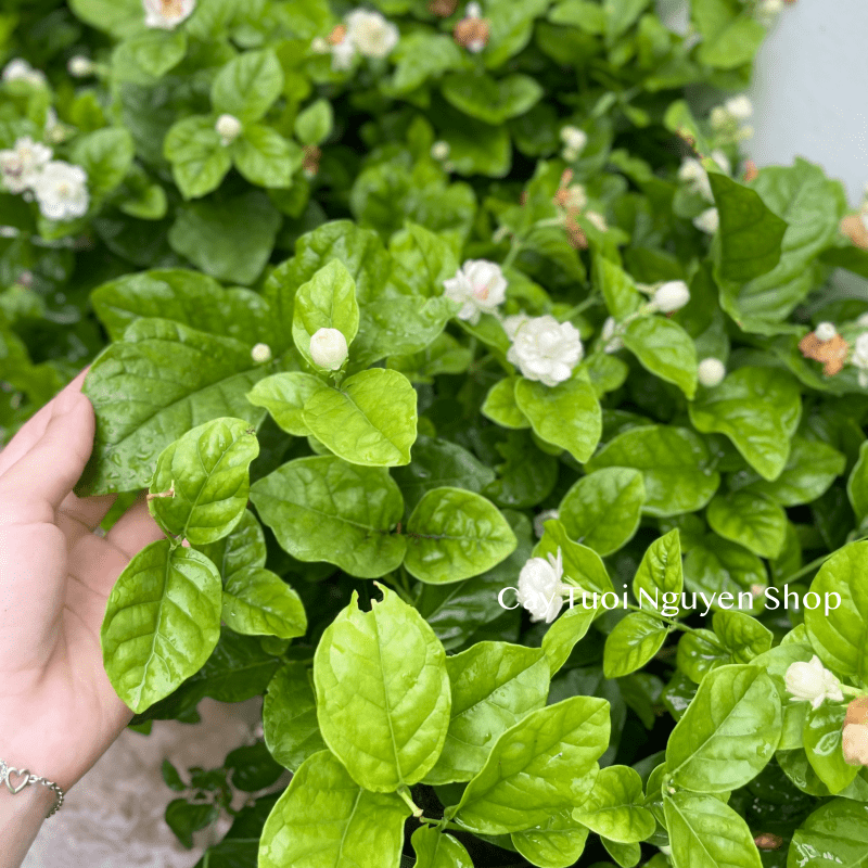 CÂY HOA LÀI TA CÁNH KÉP Hoa thơm, (cao 25cm), Hoa giống sân vườn, ban công, dễ trồng RẺ, nở quanh năm, Cây Tươi Nguyên