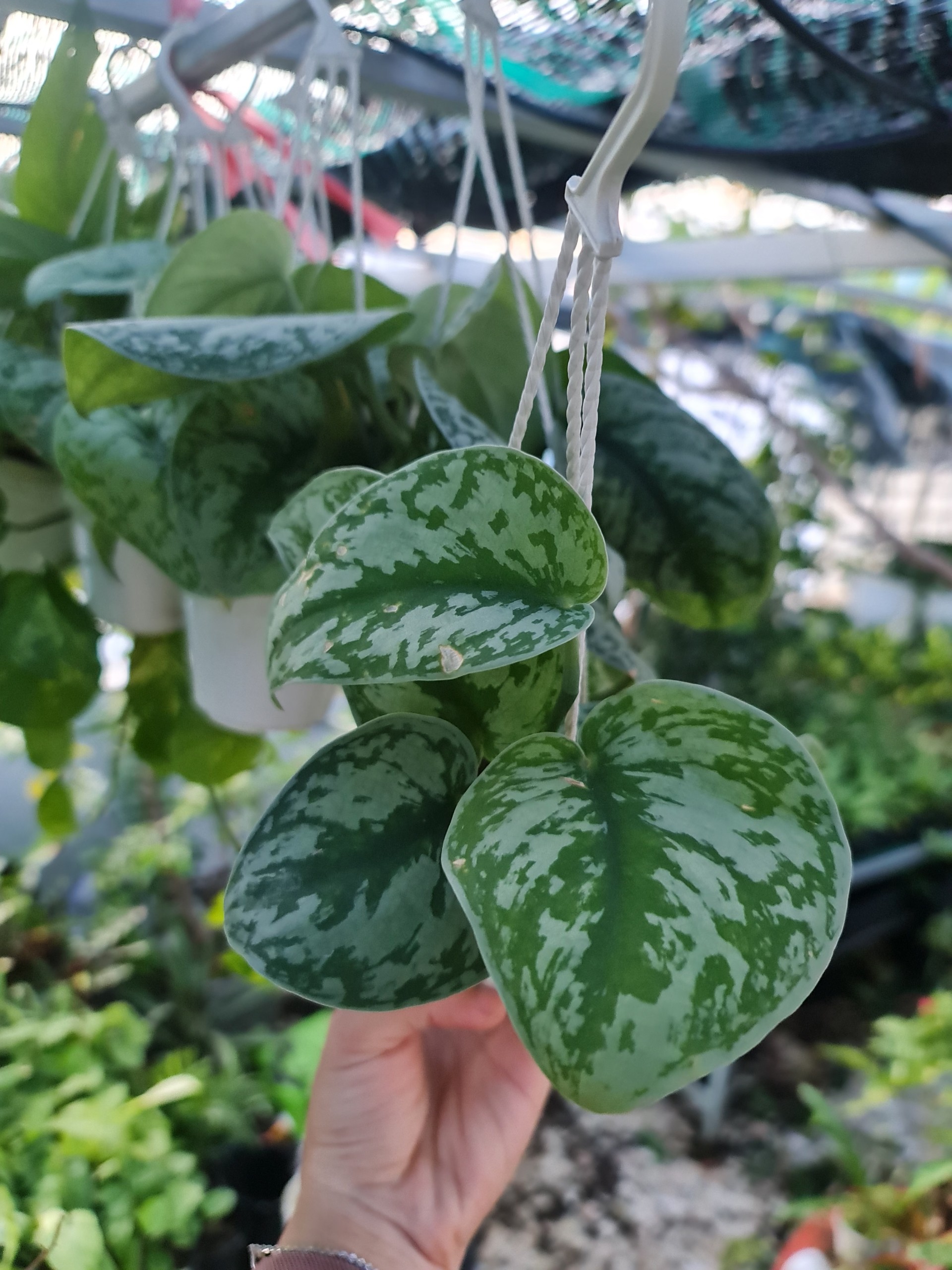 CÂY TRẦU BÀ LỤA GIỎ TREO Size Mini,(cao 10cm), cây phong thủy hút tài lộc để bàn mini GIÁ RẺ, lọc không khí, Cây Tươi Nguyên CTN1060