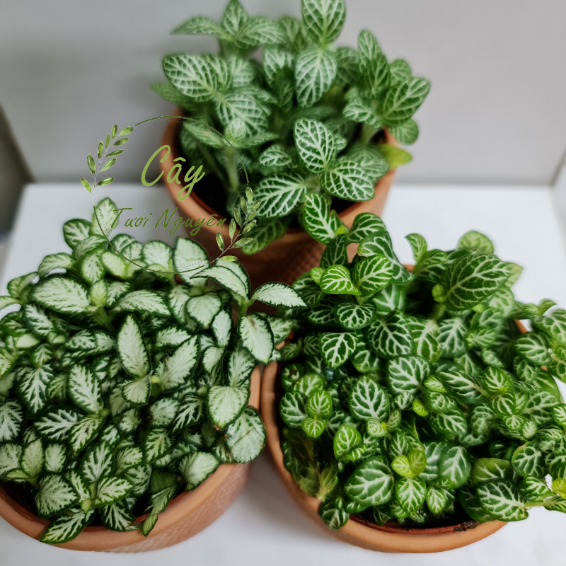 [Mua 2 giảm 15K ship] CÂY CẨM NHUNG FITTONIA (cây may mắn), (cao 5cm), cây phong thủy hút tài lộc để bàn mini GIÁ RẺ, lọc không khí, Cây Tươi Nguyên CTN0140