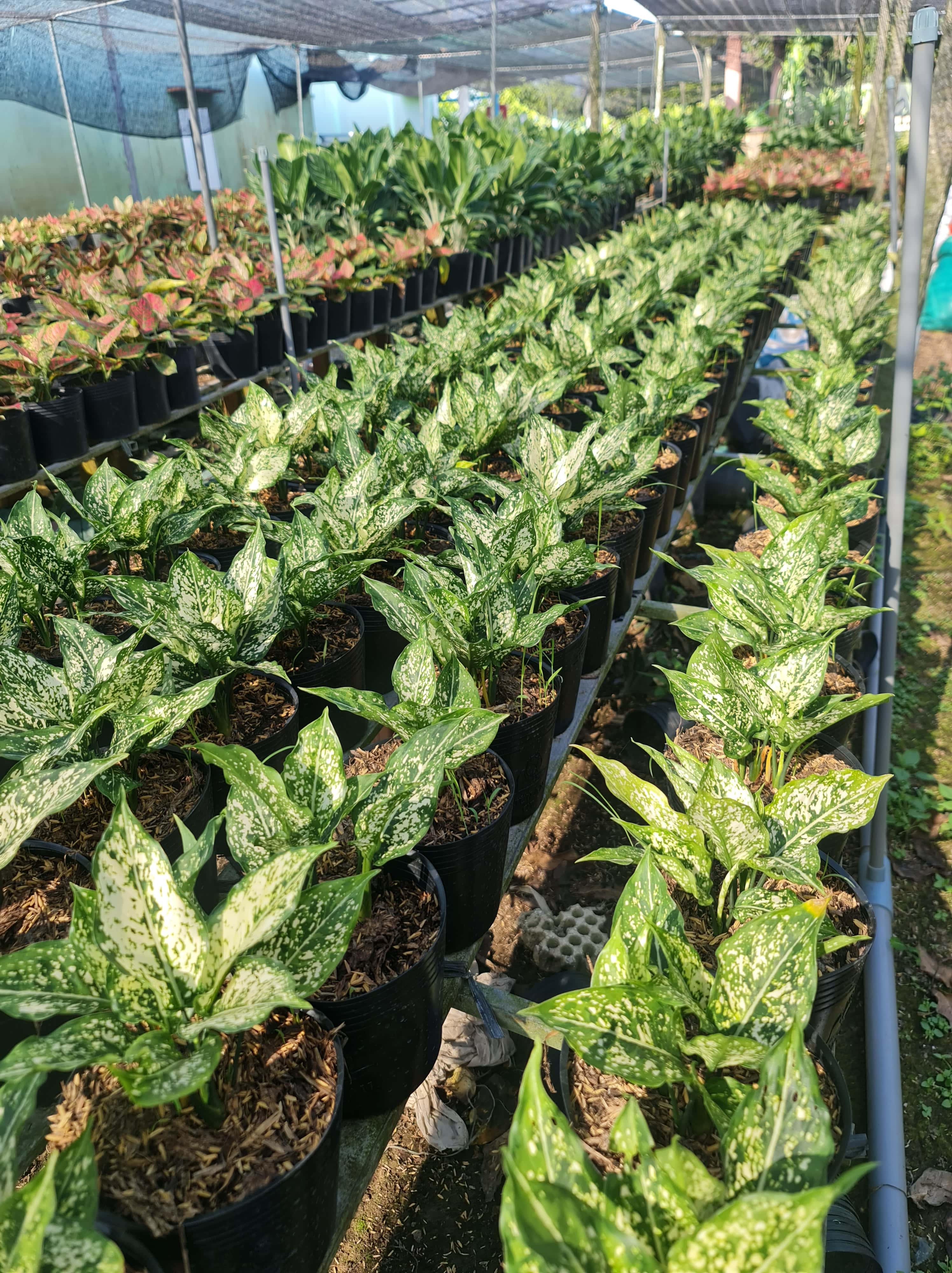 CÂY NGỌC NGÂN, (cao 25cm), cây phong thủy hút tài lộc để bàn mini GIÁ RẺ, lọc không khí, Cây Tươi Nguyên CTN0060