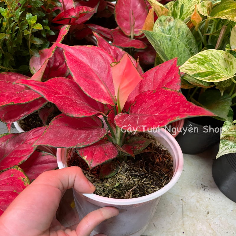 CÂY LỘC SON (VẠN LỘC ĐỎ), (cao 15cm), cây cảnh Trong nhà, kiểng lá mini để bàn Văn phòng đẹp, hợp Phong thuỷ, GIÁ RẺ, lọc không khí, Cây Tươi Nguyên CTN1250