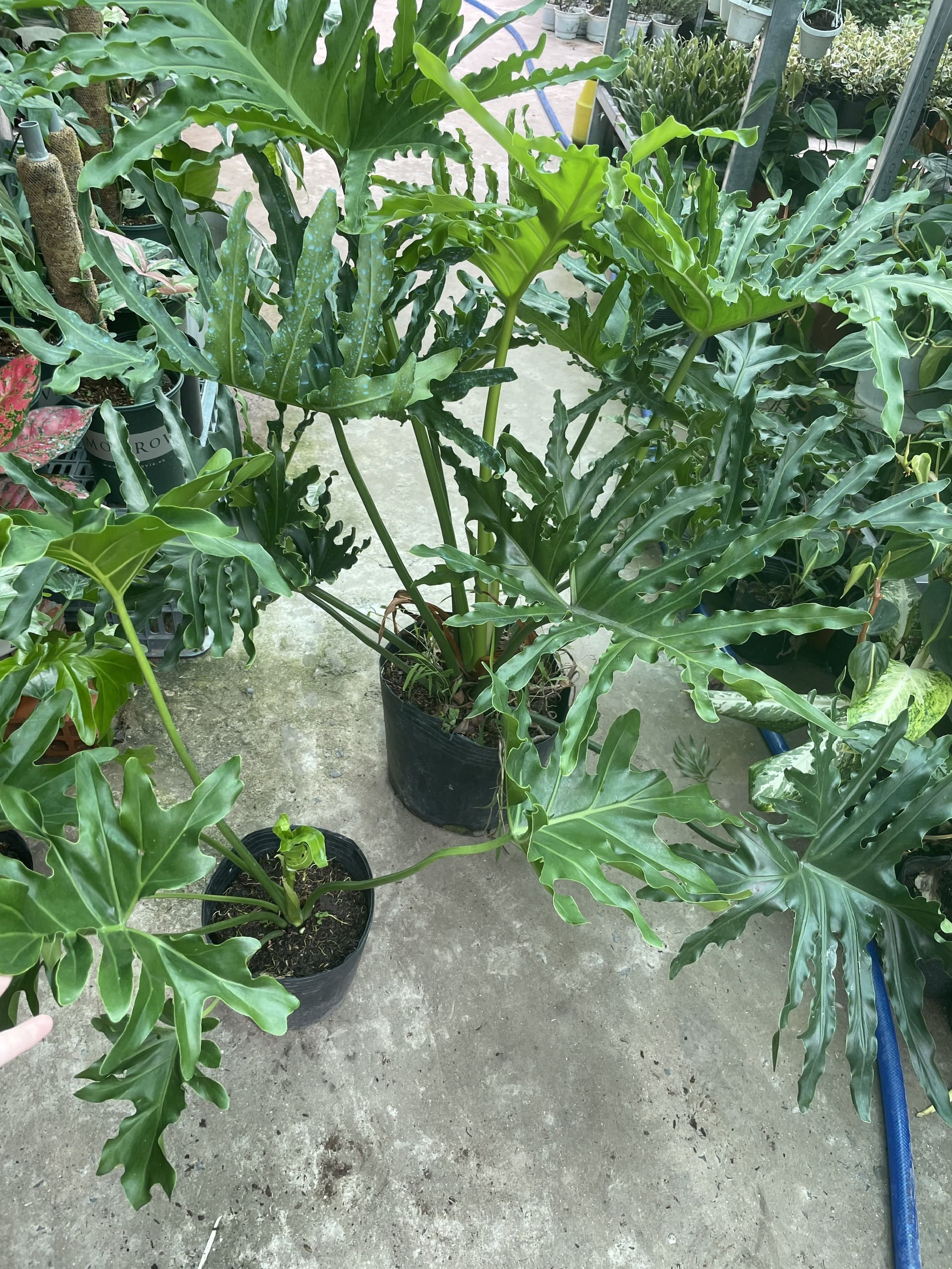 [CHỈ GIAO HCM] CÂY TRẦU BÀ THANH XUÂN SIZE LỚN, (cao 70-80cm), cây cảnh Trong nhà, kiểng lá decor, GIÁ RẺ, lọc không khí