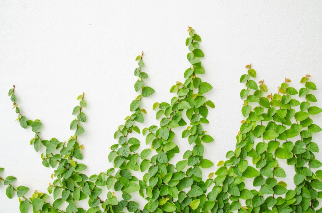 CÂY VẢY ỐC ( THẰN LẰN BÒ), (cao 10cm), cây phong thủy hút tài lộc để bàn mini GIÁ RẺ, lọc không khí, Cây Tươi Nguyên CTN0370
