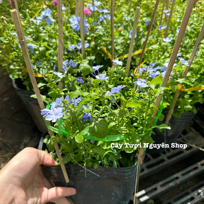 CÂY HOA THANH XÀ ,(cao 20cm), Hoa giống cảnh sân vườn, ban công, dễ trồng GIÁ RẺ, nở quanh năm, Cây Tươi Nguyên CTN1550