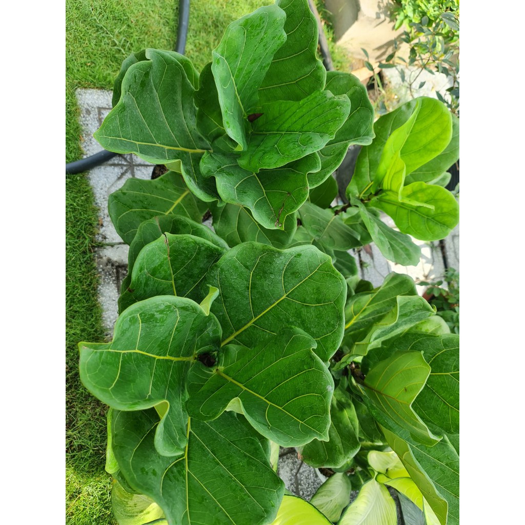 CÂY BÀNG SINGAPORE MINI ,(cao 20-25cm), cây phong thủy hút tài lộc để bàn mini GIÁ RẺ, lọc không khí, Cây Tươi Nguyên CNT0490
