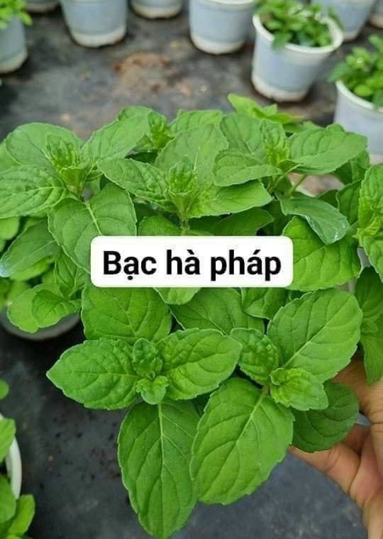[CHỈ GIAO HCM - GIA VỊ TƯƠI] CÂY GIA VỊ ÂU DỄ TRỒNG TẠI VN, trồng sẵn phát triển ổn định, mùi thơm giá rẻ, cây hương liệu