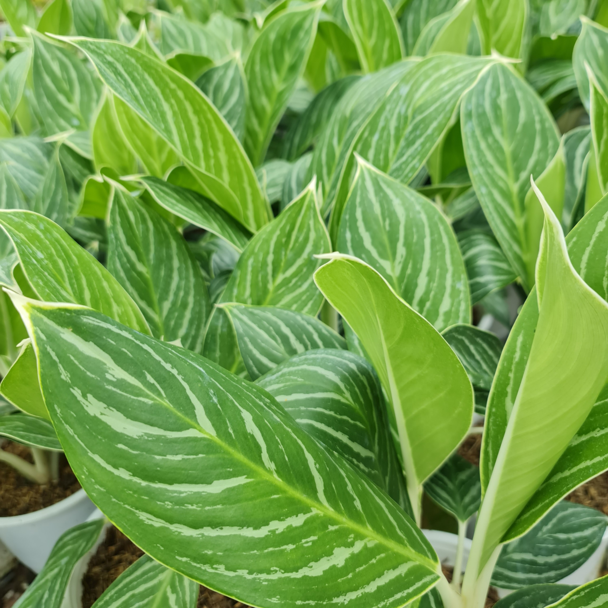 CÂY BẠCH MÃ HOÀNG TỬ, (cao 30cm), cây phong thủy hút tài lộc để bàn mini GIÁ RẺ, lọc không khí, Cây Tươi Nguyên CTN0350