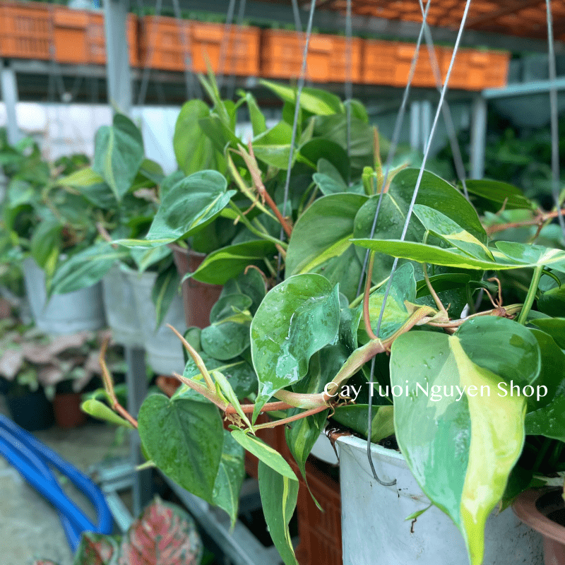 CÂY TRẦU BÀ BRASIL CHẬU TREO LỚN, cao 15cm), cây cảnh Trong nhà, kiểng lá mini để bàn đẹp, GIÁ RẺ, Cây Tươi Nguyên