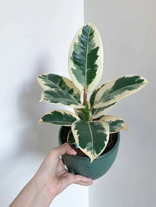 CÂY ĐA ?BÚP ĐỎ CẨM THẠCH VAR ,(cao 20cm), cây cảnh Trong nhà, kiểng lá mini để bàn đẹp, GIÁ RẺ, Cây Tươi Nguyên CTN1455