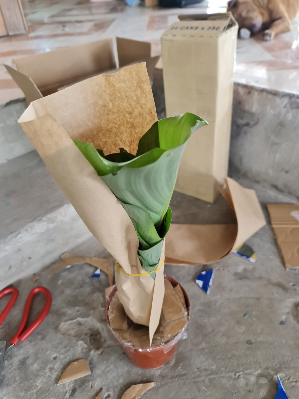 CÂY ĐUÔI CÔNG Táo xanh, (cao 35cm), cây phong thủy hút tài lộc để bàn mini GIÁ RẺ, lọc không khí, Cây Tươi Nguyên CTN0080