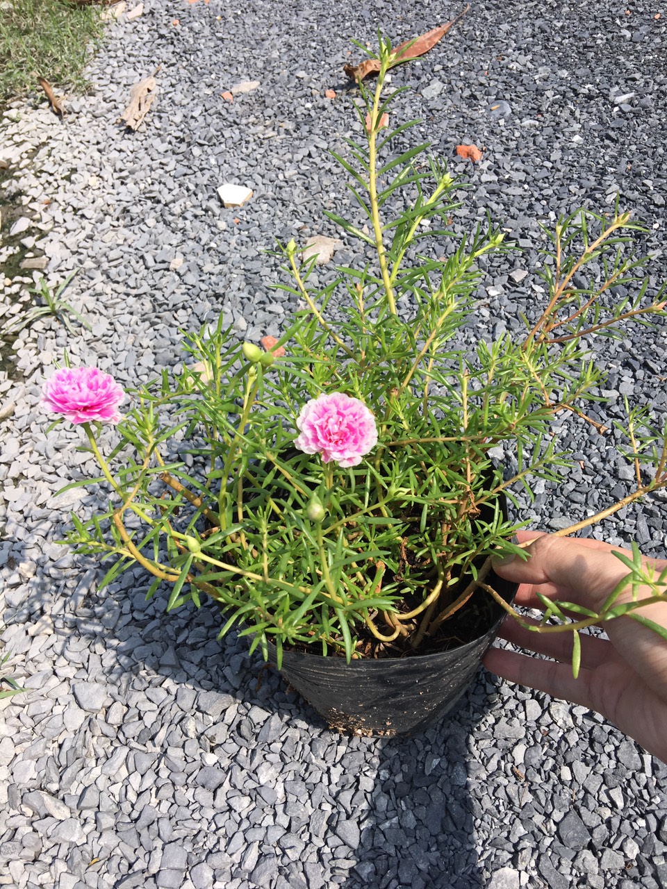 CÂY HOA MƯỜI GIỜ MỸ KÉP, (cao 20cm), Cây cảnh, dễ trồng GIÁ RẺ, nở quanh năm, Cây Tươi Nguyên CTN0530