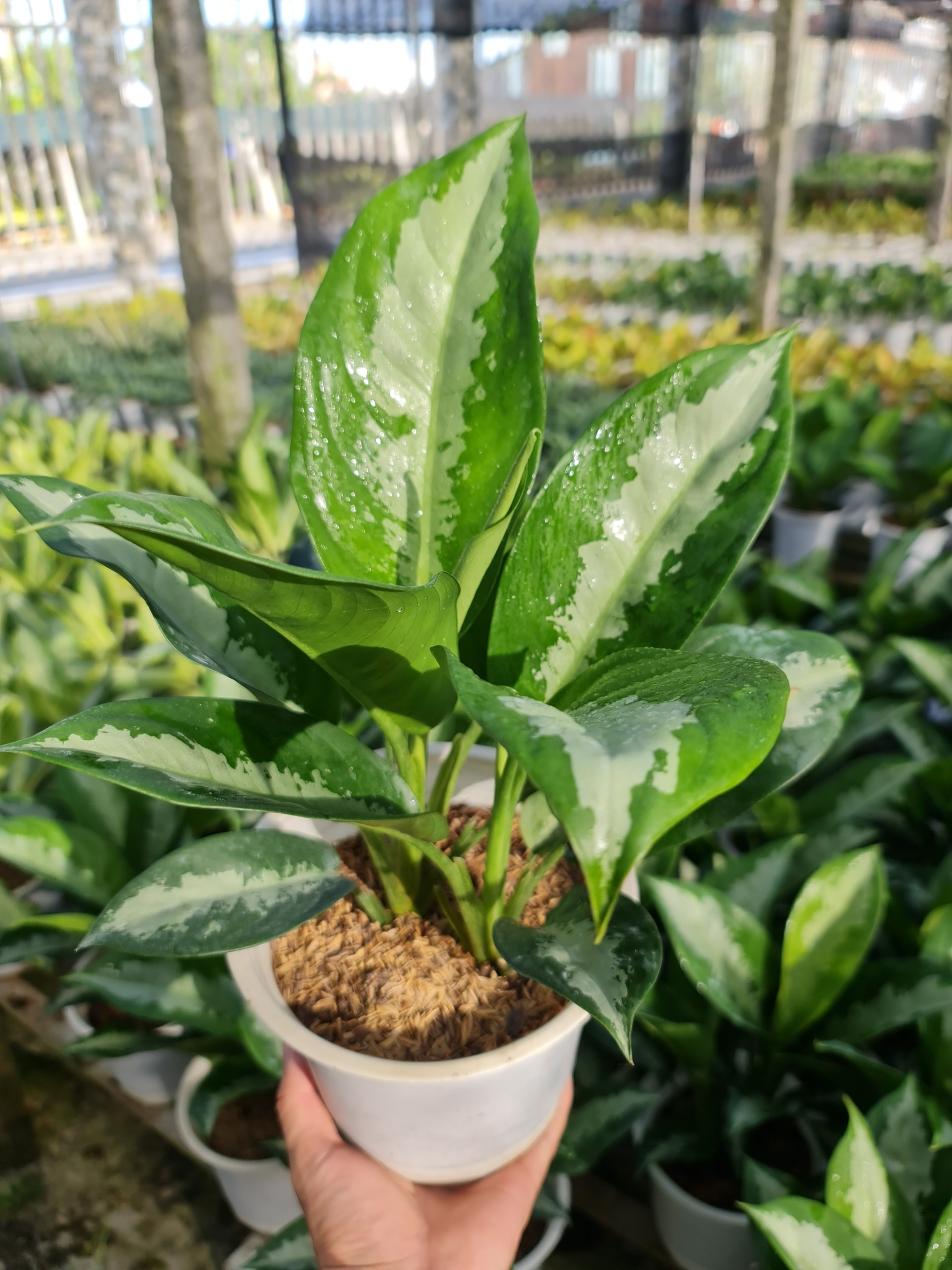 CÂY THANH LAM, (cao 30cm), cây phong thủy hút tài lộc để bàn mini GIÁ RẺ, lọc không khí, Cây Tươi Nguyên CTN0450