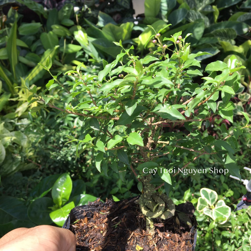 CÂY HỒNG NGỌC MAI BONSAI (1 gốc bonsai), (cao 20cm), cây cảnh trồng sân vườn, làm bonsai tiểu cảnh, dễ trồng GIÁ RẺ, lọc không khí, Cây Tươi Nguyên